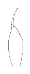 Calyptrochaeta cristata, perichaetial leaf. Drawn from V.D. Zotov s.n., 27 Aug. 1933, CHR 6867.
 Image: R.C. Wagstaff © Landcare Research 2017 